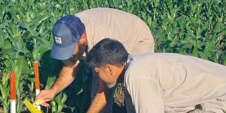 Alivio: la chicharrita del maíz continúa multiplicándose, pero el riesgo para la cosecha sigue siendo bajo