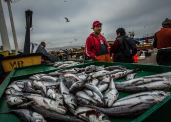 Exportaciones pesqueras récord