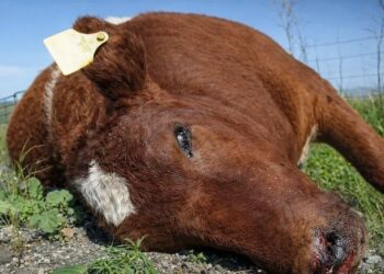 Nuevo positivo de carbunclo sacude a la ganadería bonaerense