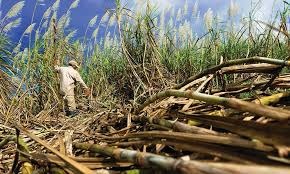 CACTU ratifica la vigencia del sistema de maquila ante versiones en el sector cañero