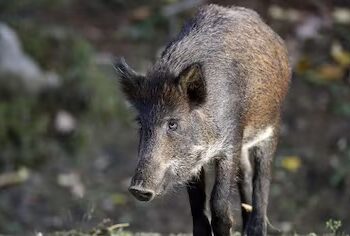 Europa en alerta por la peste porcina