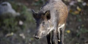 Europa en alerta por la peste porcina