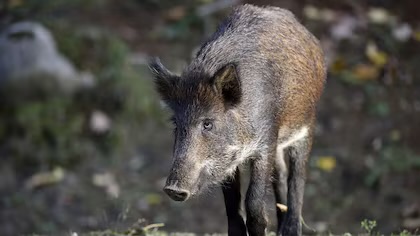 Europa en alerta por la peste porcina
