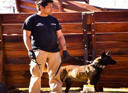 Perros entrenados refuerzan la defensa citrícola del NOA frente al HLB