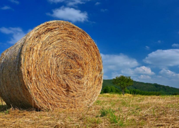 Nace la Mesa Nacional de Alfalfa, para “transformar su potencial en crecimiento y oportunidades”