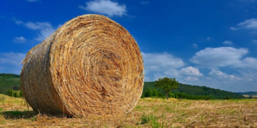 Nace la Mesa Nacional de Alfalfa, para “transformar su potencial en crecimiento y oportunidades”