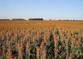 Cuando el pasto no alcanza: el sorgo se abre paso como aliado ganadero