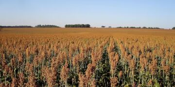 Cuando el pasto no alcanza: el sorgo se abre paso como aliado ganadero