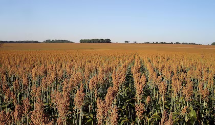 Cuando el pasto no alcanza: el sorgo se abre paso como aliado ganadero