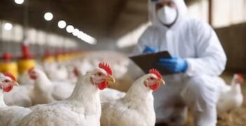 Córdoba registró su primer brote de influenza aviar en aves comerciales
