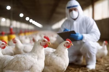 Córdoba registró su primer brote de influenza aviar en aves comerciales