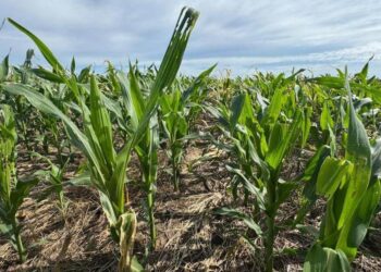 El cogollero enciende alertas: ya no solo sobrevive a maíces BT, sino también a insecticidas