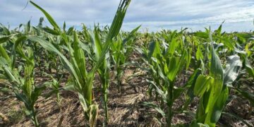 El cogollero enciende alertas: ya no solo sobrevive a maíces BT, sino también a insecticidas