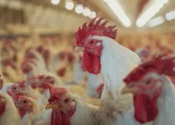 Gripe aviar: se suma otro brote en un establecimiento de aves comerciales de Buenos Aires