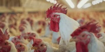 Gripe aviar: se suma otro brote en un establecimiento de aves comerciales de Buenos Aires