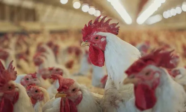 Gripe aviar: se suma otro brote en un establecimiento de aves comerciales de Buenos Aires