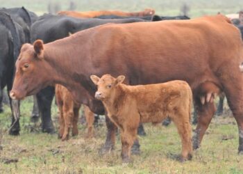 La carne vacuna y el debate por los precios: el destete, un indicador clave que sigue sin mejorar