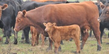La carne vacuna y el debate por los precios: el destete, un indicador clave que sigue sin mejorar
