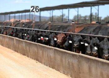 Corrales en transformación: stock récord y más recría cambian el mapa del feedlot