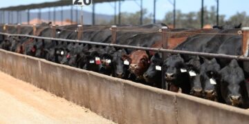 Corrales en transformación: stock récord y más recría cambian el mapa del feedlot