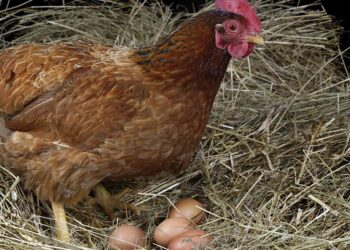 Gripe aviar: productores de huevos advierten una grave crisis sanitaria y reclaman una vacunación masiva