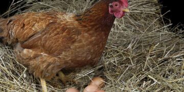 Gripe aviar: productores de huevos advierten una grave crisis sanitaria y reclaman una vacunación masiva