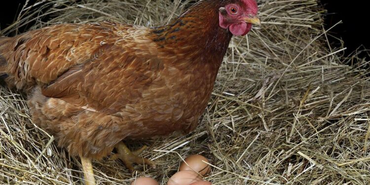 Gripe aviar: productores de huevos advierten una grave crisis sanitaria y reclaman una vacunación masiva
