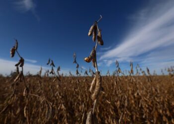 La cosecha gruesa sigue condicionada por el clima