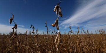 La cosecha gruesa sigue condicionada por el clima