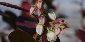 Arándanos: buscan mejorar el cultivo desde el corazón de la flor