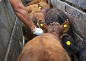 Vacunación antiaftosa: Federación Agraria tampoco quiere cambios y defiende los entes sanitarios