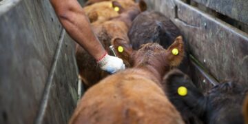 Vacunación antiaftosa: Federación Agraria tampoco quiere cambios y defiende los entes sanitarios