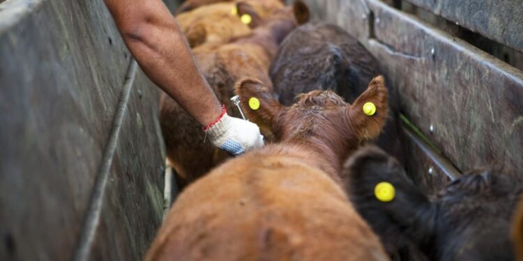 Vacunación antiaftosa: Federación Agraria tampoco quiere cambios y defiende los entes sanitarios