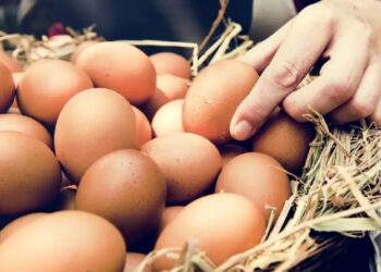 Argentina lidera el ranking mundial de consumo de huevos: el fenómeno que transforma la mesa y el negocio avícola