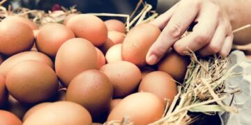 Argentina lidera el ranking mundial de consumo de huevos: el fenómeno que transforma la mesa y el negocio avícola