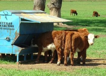 Argentina podría aumentar un 50% su producción de proteína animal