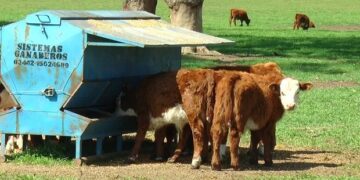 Argentina podría aumentar un 50% su producción de proteína animal