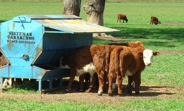 Argentina podría aumentar un 50% su producción de proteína animal