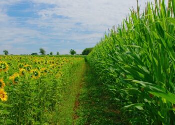 Exportaciones récord: el girasol no para de sorprender y el maíz abre su campaña comercial a todo vapor