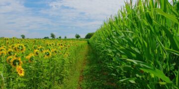 Exportaciones récord: el girasol no para de sorprender y el maíz abre su campaña comercial a todo vapor