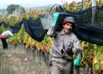 Empleo rural en foco: una nueva herramienta busca ordenar el mercado laboral del campo