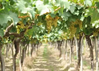 Sector vitivinícola: la exportación de vino en marzo superó los 18 millones de litros
