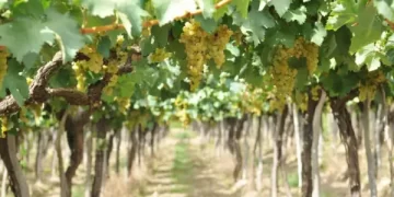 Sector vitivinícola: la exportación de vino en marzo superó los 18 millones de litros