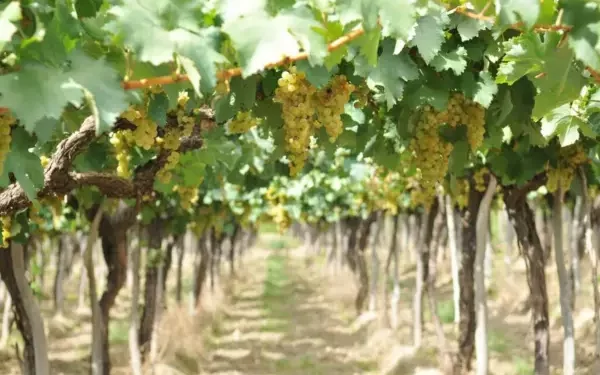 Sector vitivinícola: la exportación de vino en marzo superó los 18 millones de litros