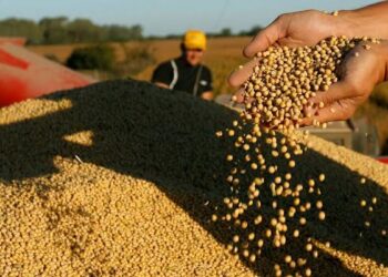 Semillas en disputa: el campo debate entre innovación, costos y derechos del productor