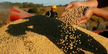 Semillas en disputa: el campo debate entre innovación, costos y derechos del productor