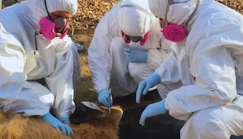 Garrapatas y fauna silvestre: un hallazgo que enciende alertas sanitarias