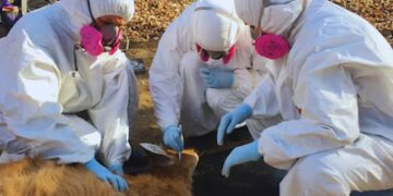 Garrapatas y fauna silvestre: un hallazgo que enciende alertas sanitarias