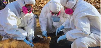 Garrapatas y fauna silvestre: un hallazgo que enciende alertas sanitarias