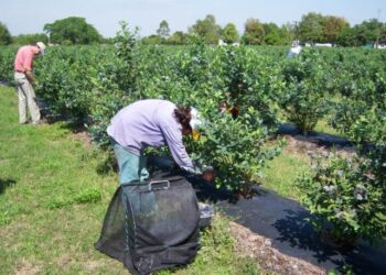 Del desempleo a la oportunidad: el programa que busca reconectar al trabajador rural con el campo